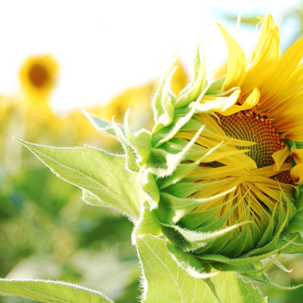 Распускающийся подсолнух