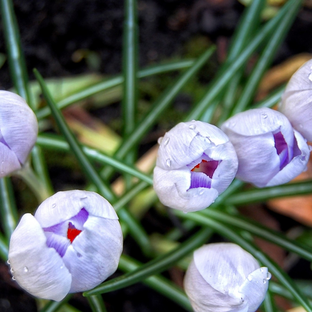 Бутоны шафрана