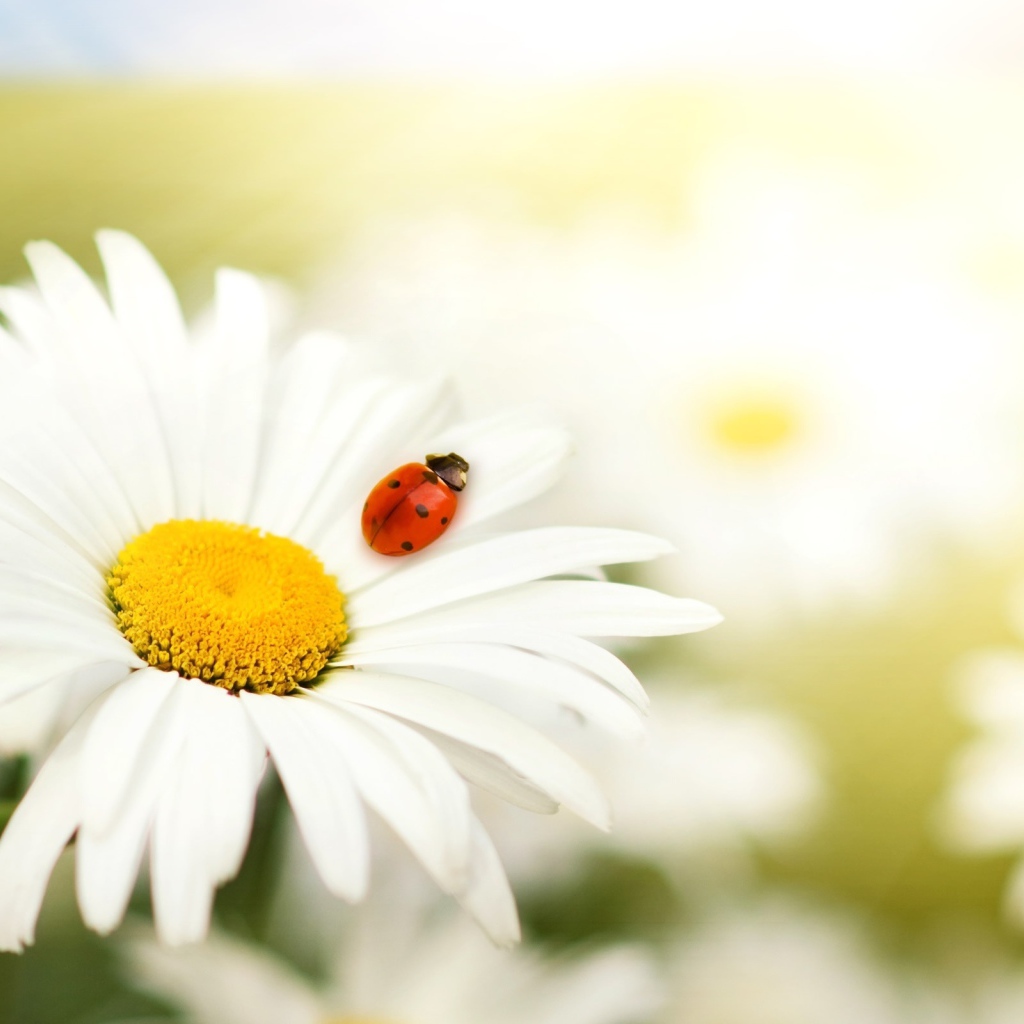 Ромашка и божья коровка