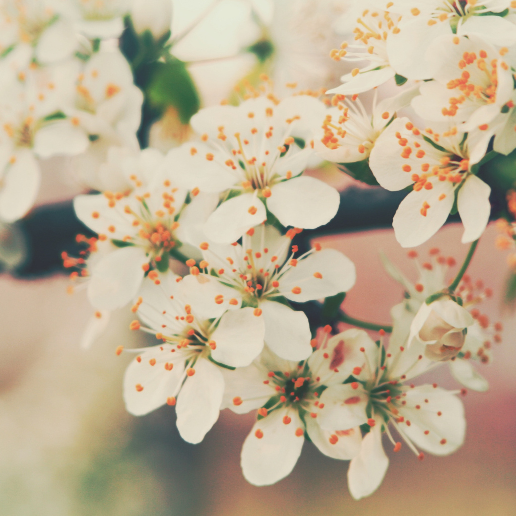 Цветение вишни