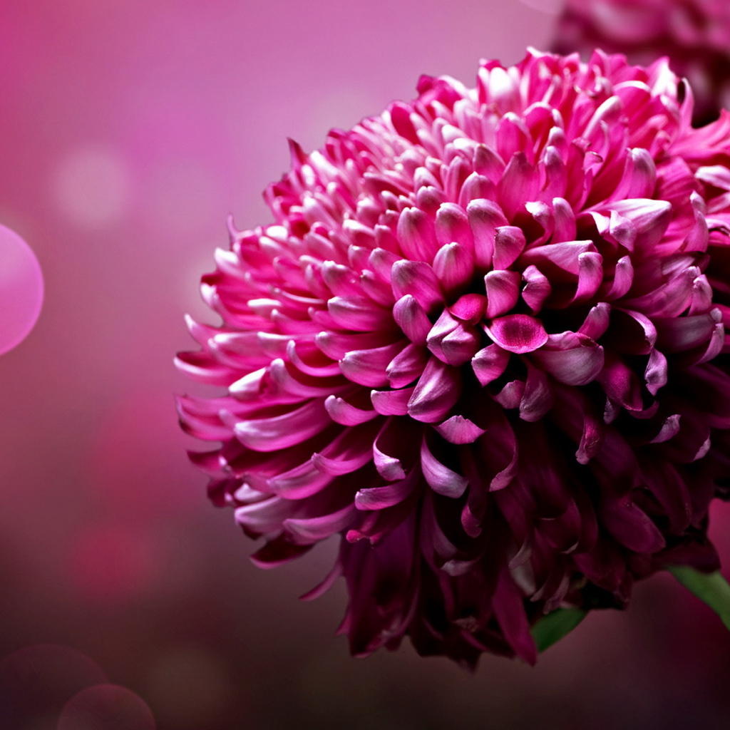 Хризантема