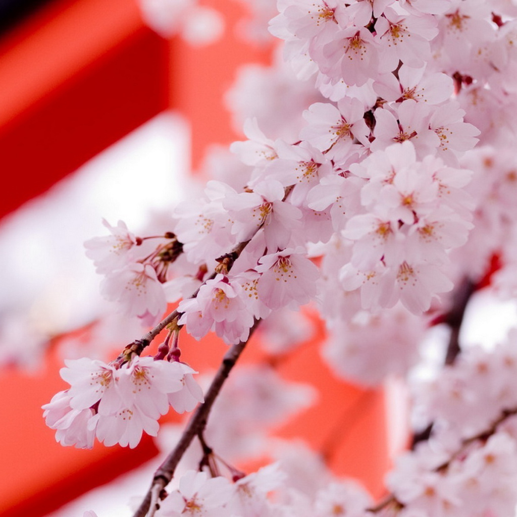 Цвет саккуры