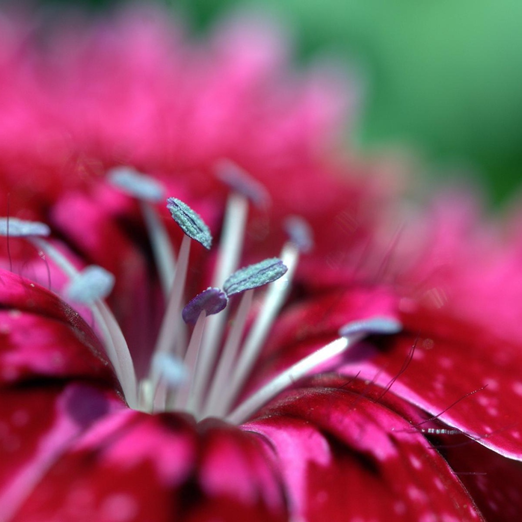 Малиновый цветок