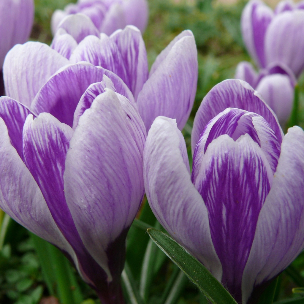 бутоны Крокусов