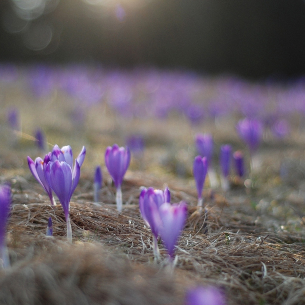 Расцветающие крокусы