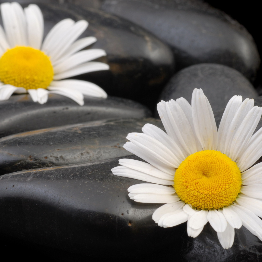 Ромашки среди камней