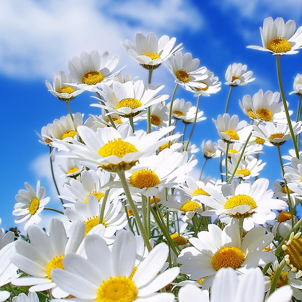 Семейка ромашек