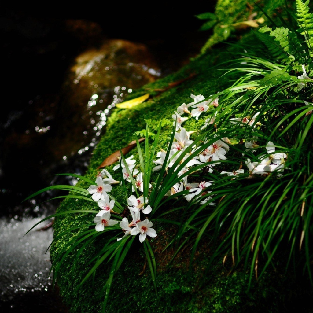 Цветочки у ручья