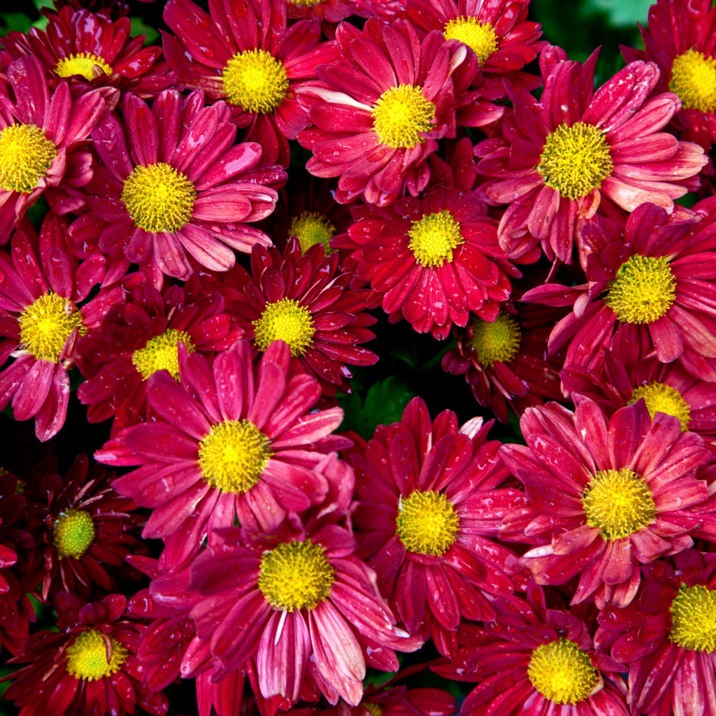 Цветочный ковер