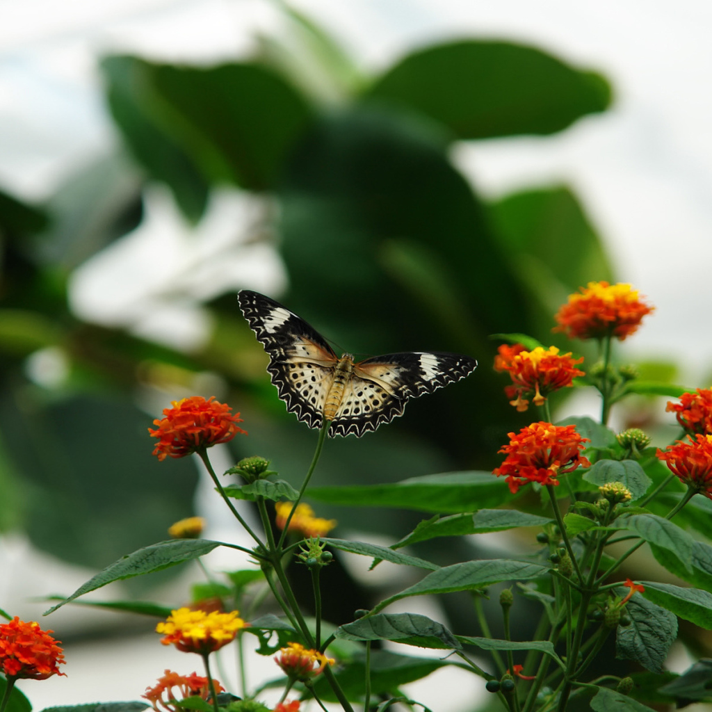 Цветочная клумба