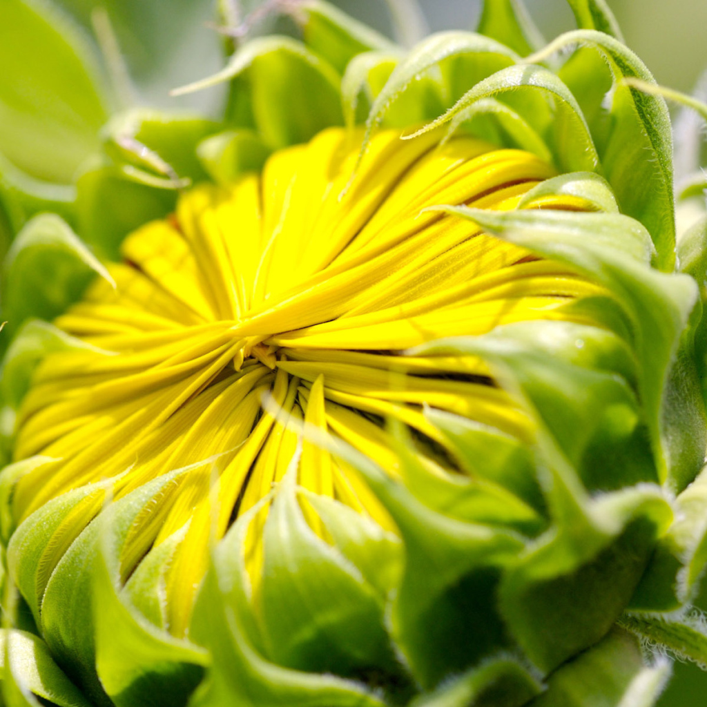 Бутон цветка, макро