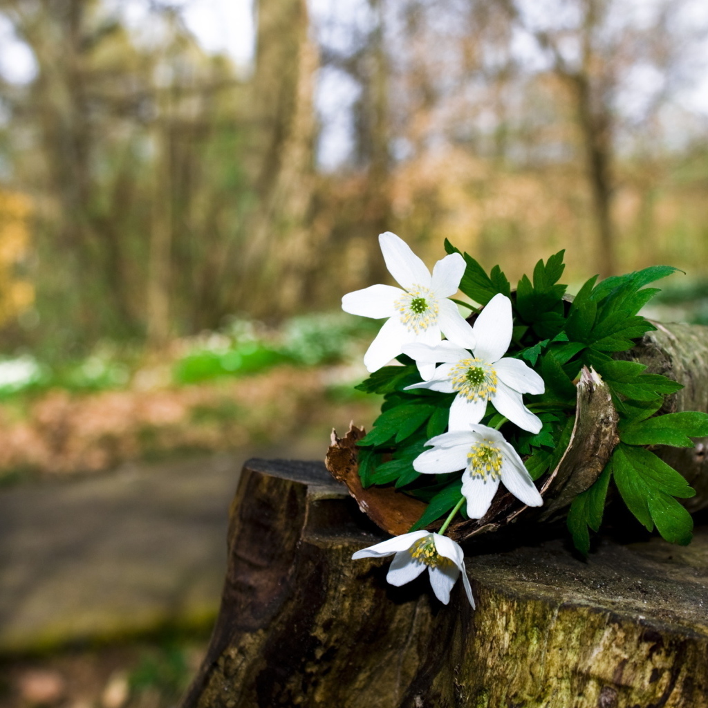 Цветочки на пьне