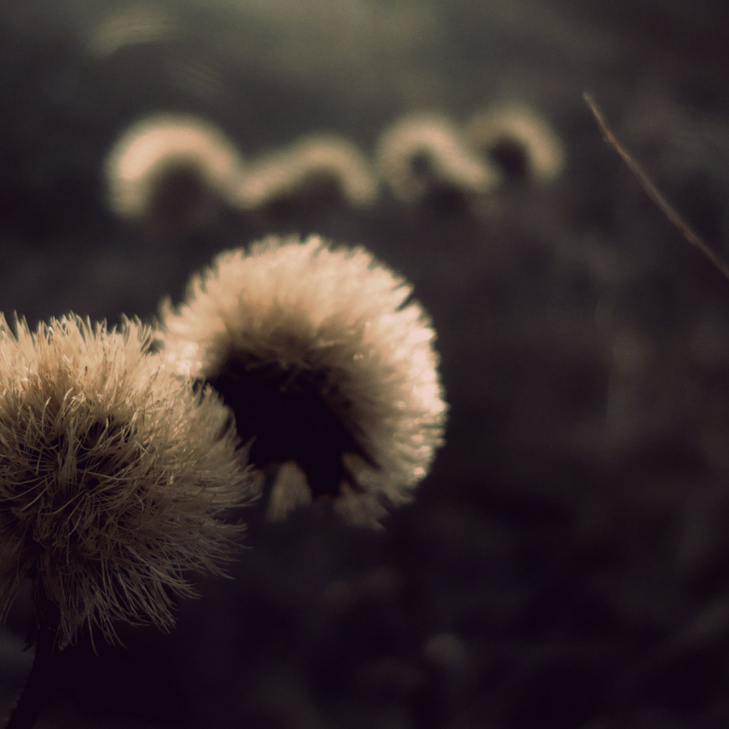 Пушистые шапки