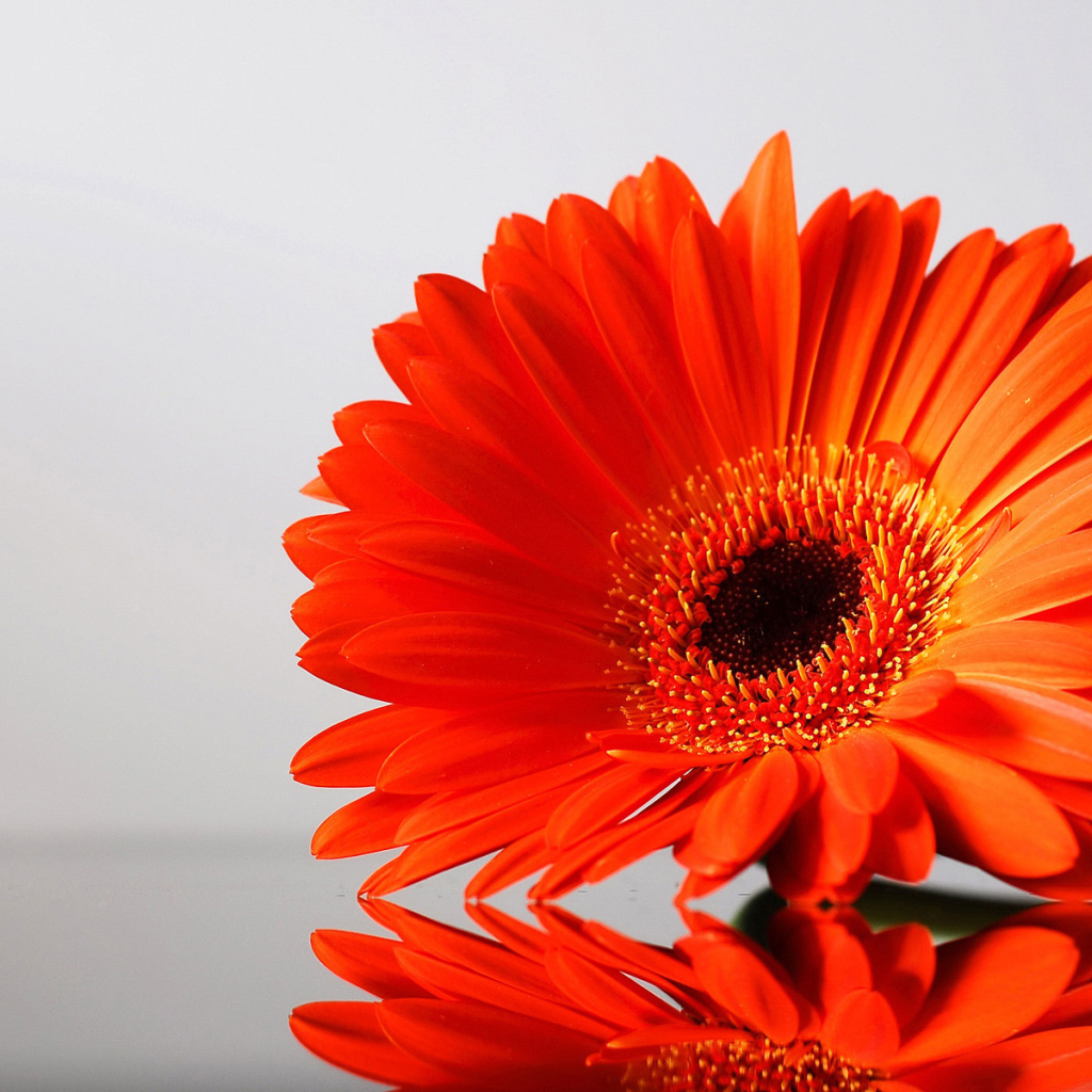 цветок Гербера