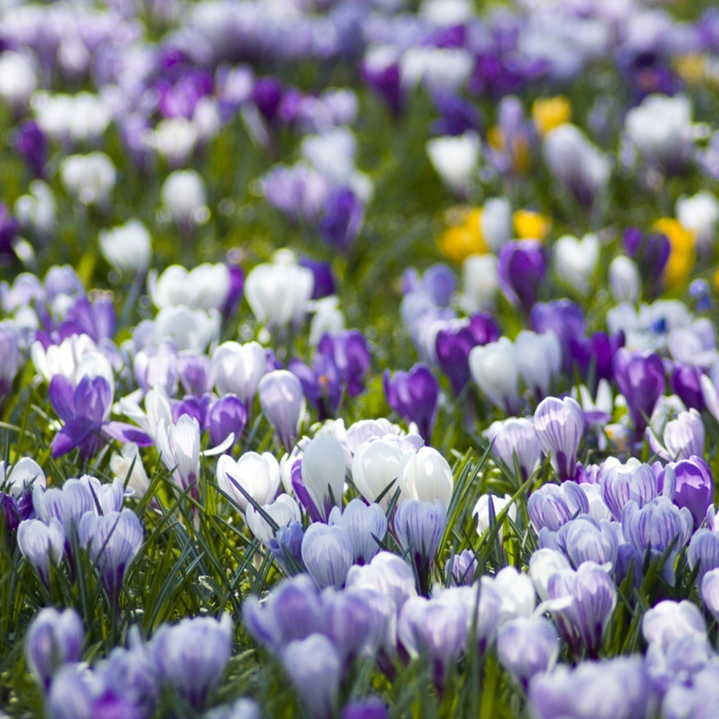 Поляна крокусов
