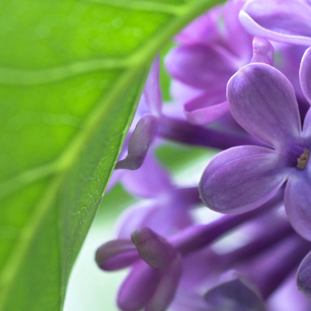 Сирень и лист