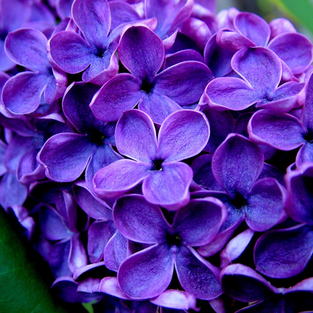 Ветка сирени