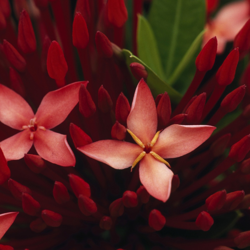 Живые цветы обои