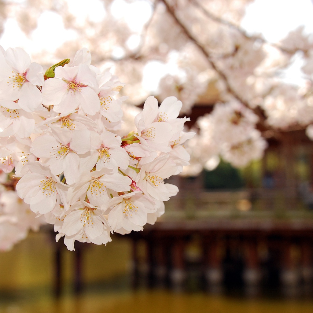 Майское цветение