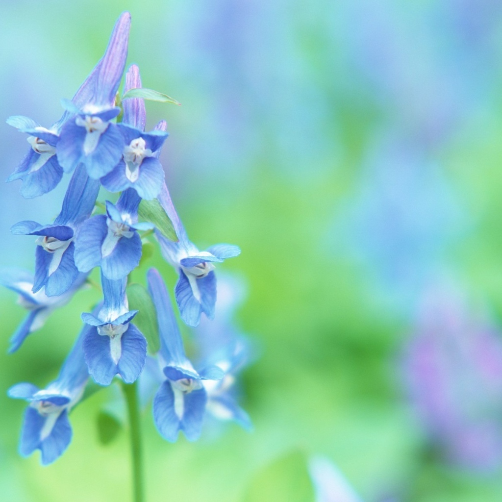 Луговые цветочки