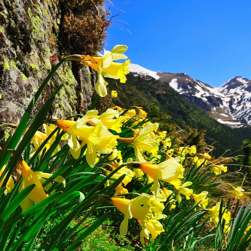 Нарцисы в горах