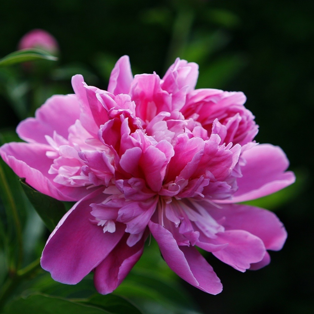 Розовый пион