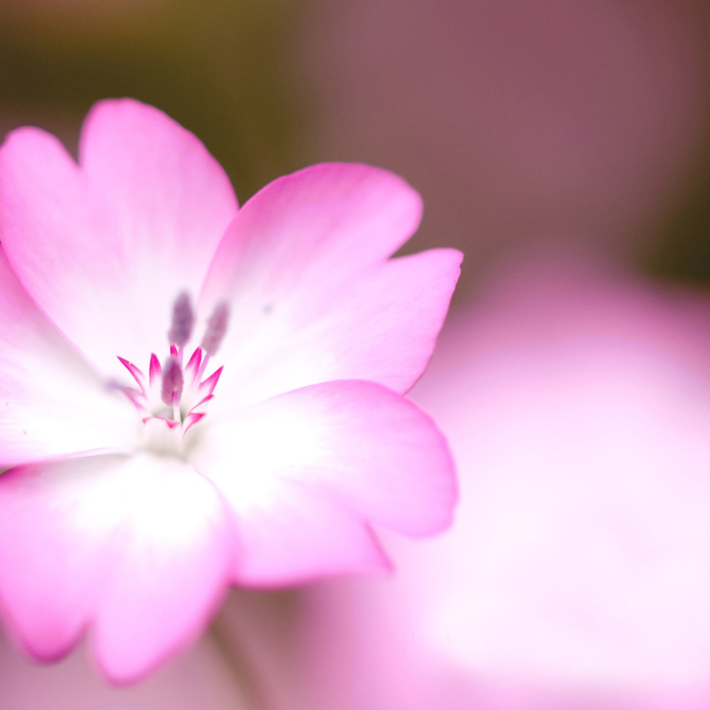 Розовый цветок