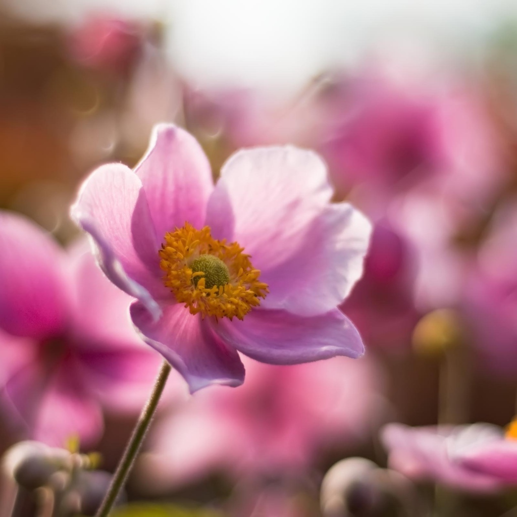 Розовые цветочки