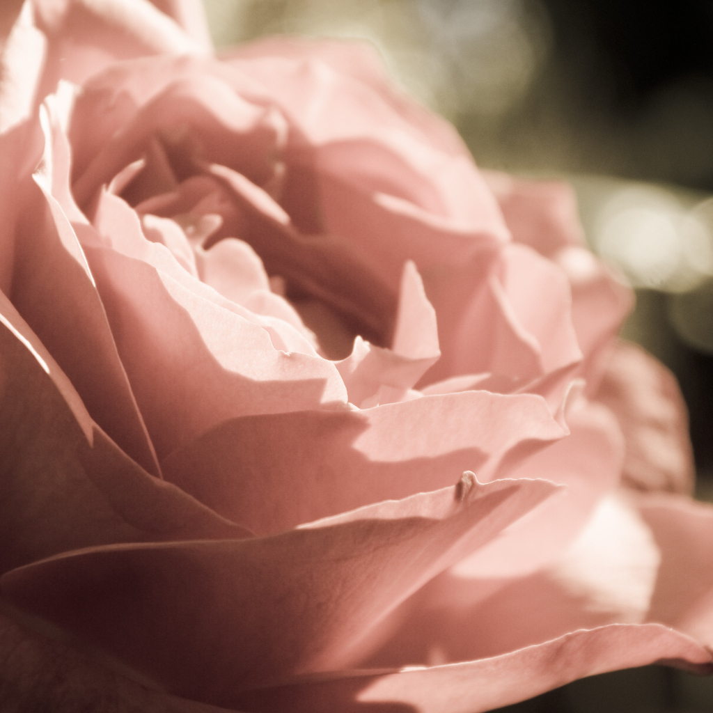 Розовая роза