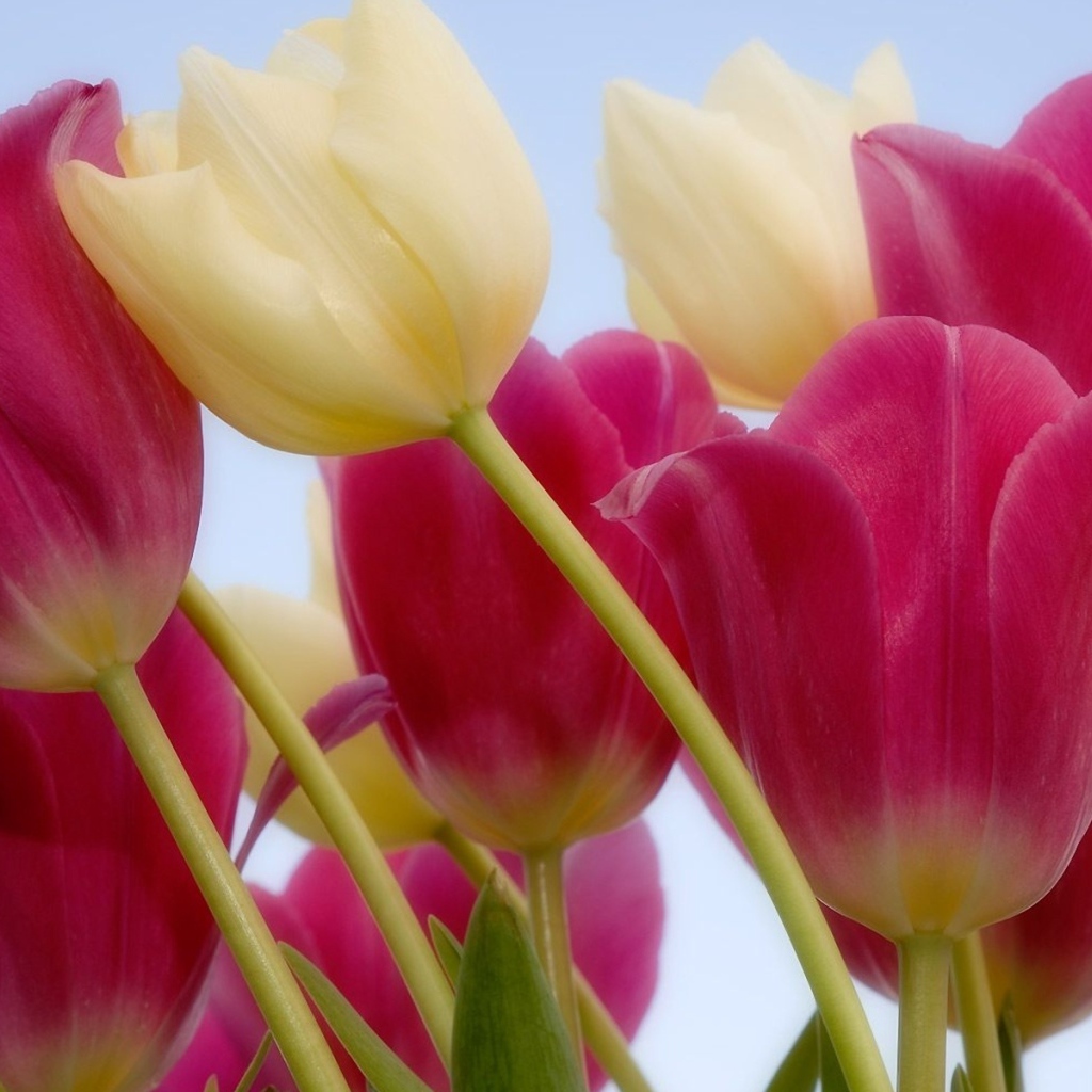 Россыпь тюльпанов