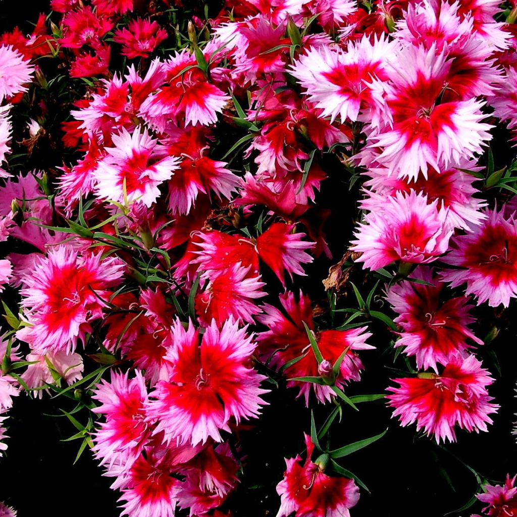 Колючие цветочки