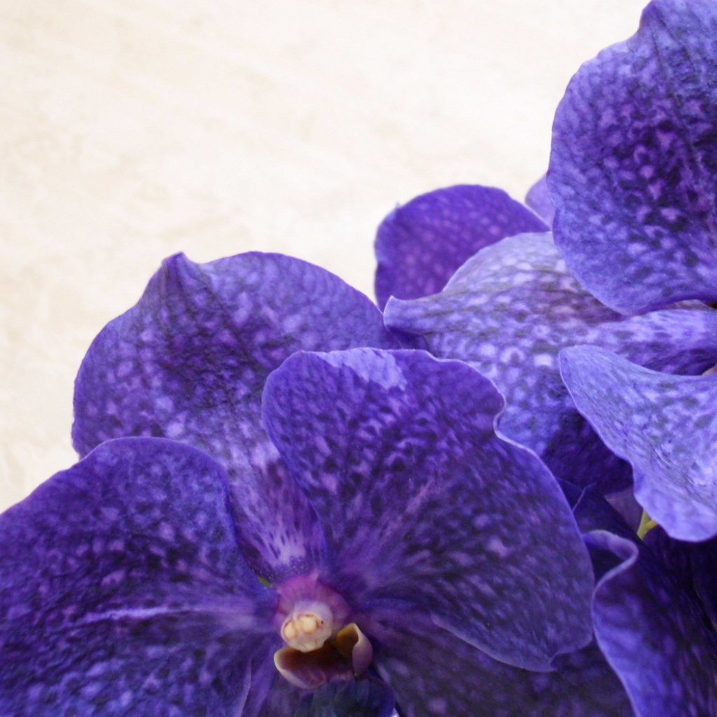 Сиреневая ванда