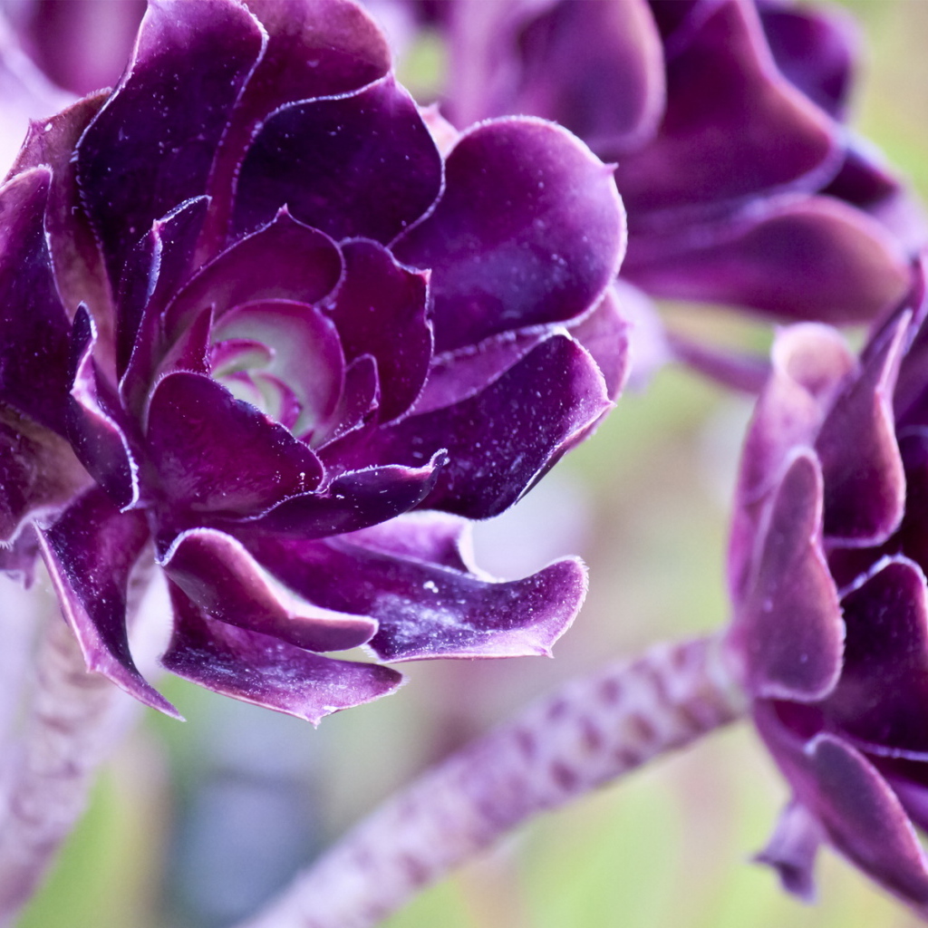 Фиолетовые цветы