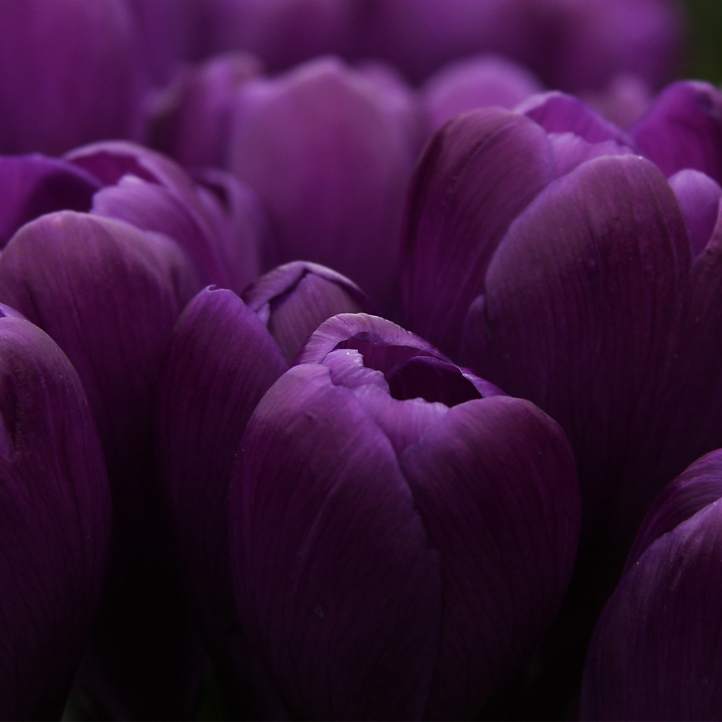 Сиреневые тюльпаны