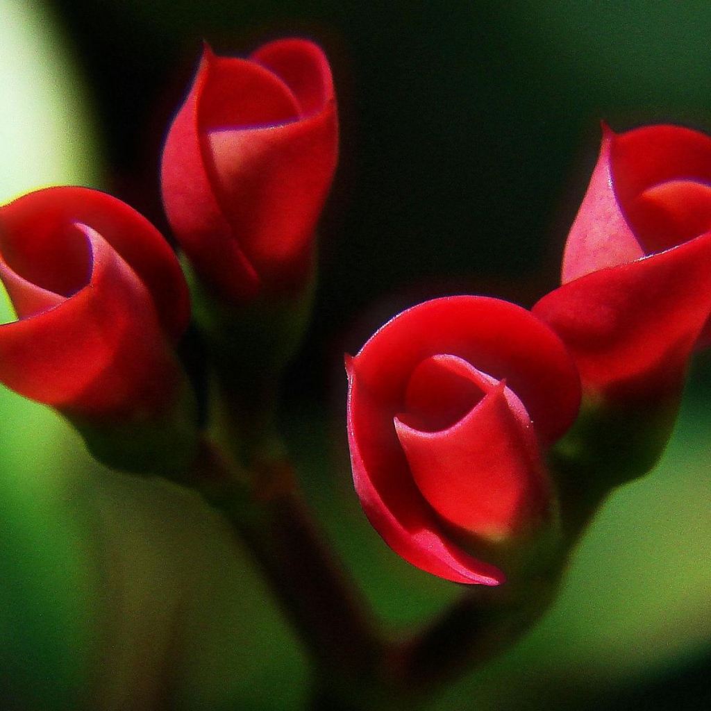 Красные бутоны