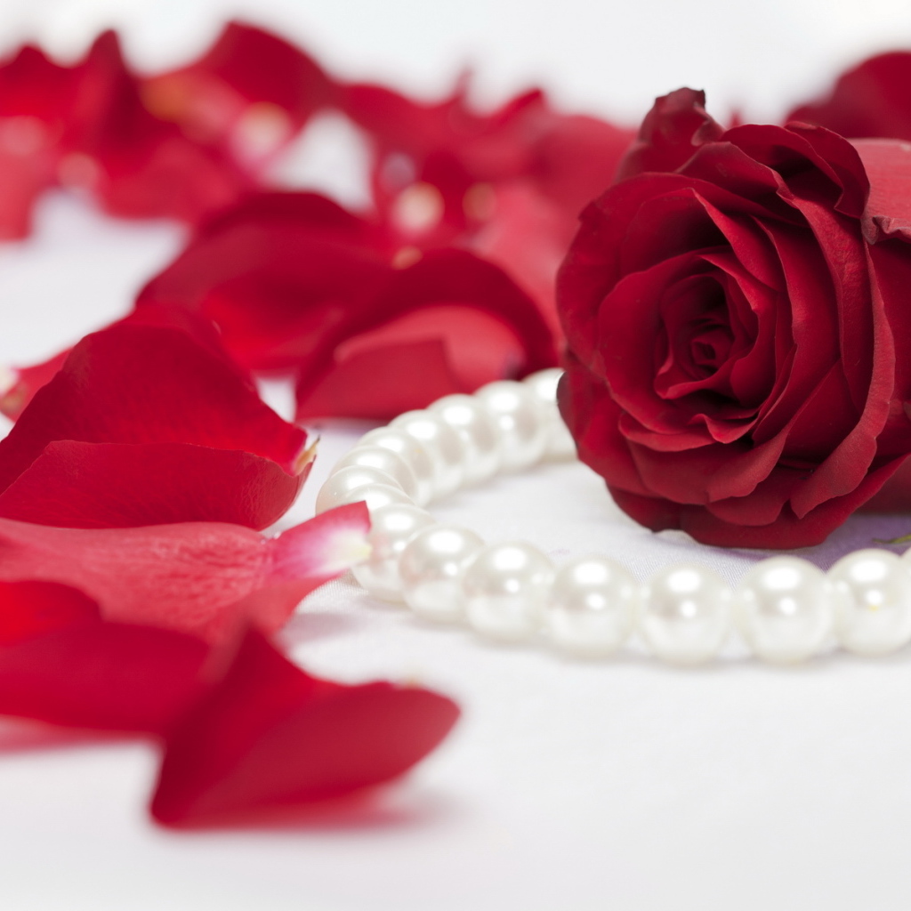 Алая роза и жемчуг