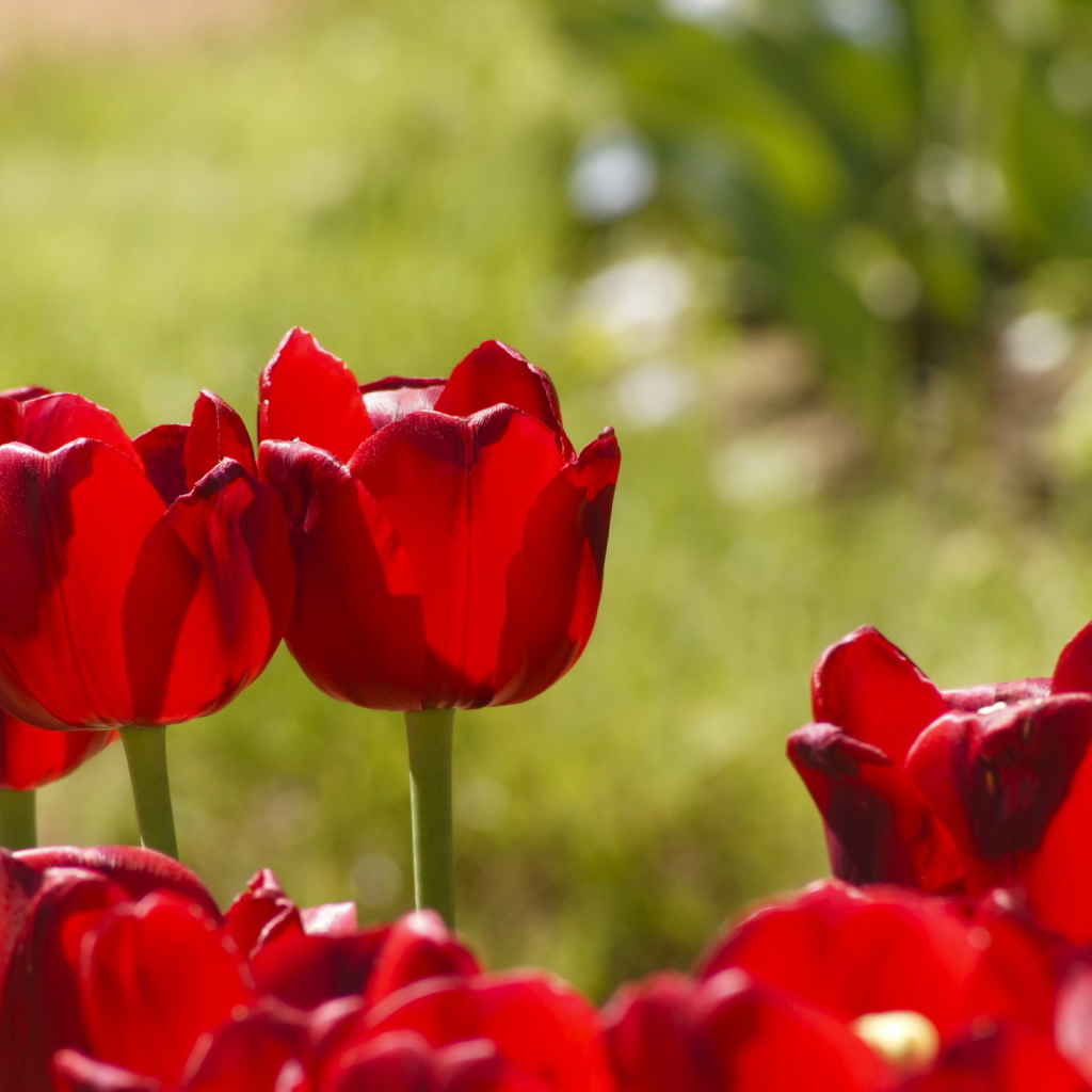 Красные тюльпаны