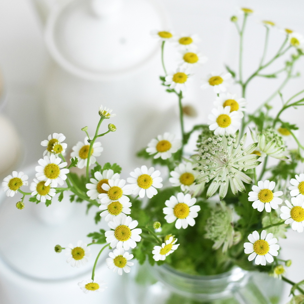 Маленькие ромашки