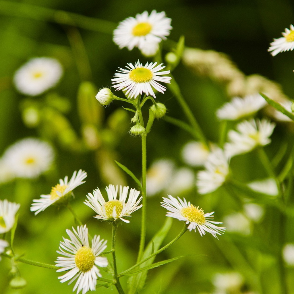 Мелкие ромашки