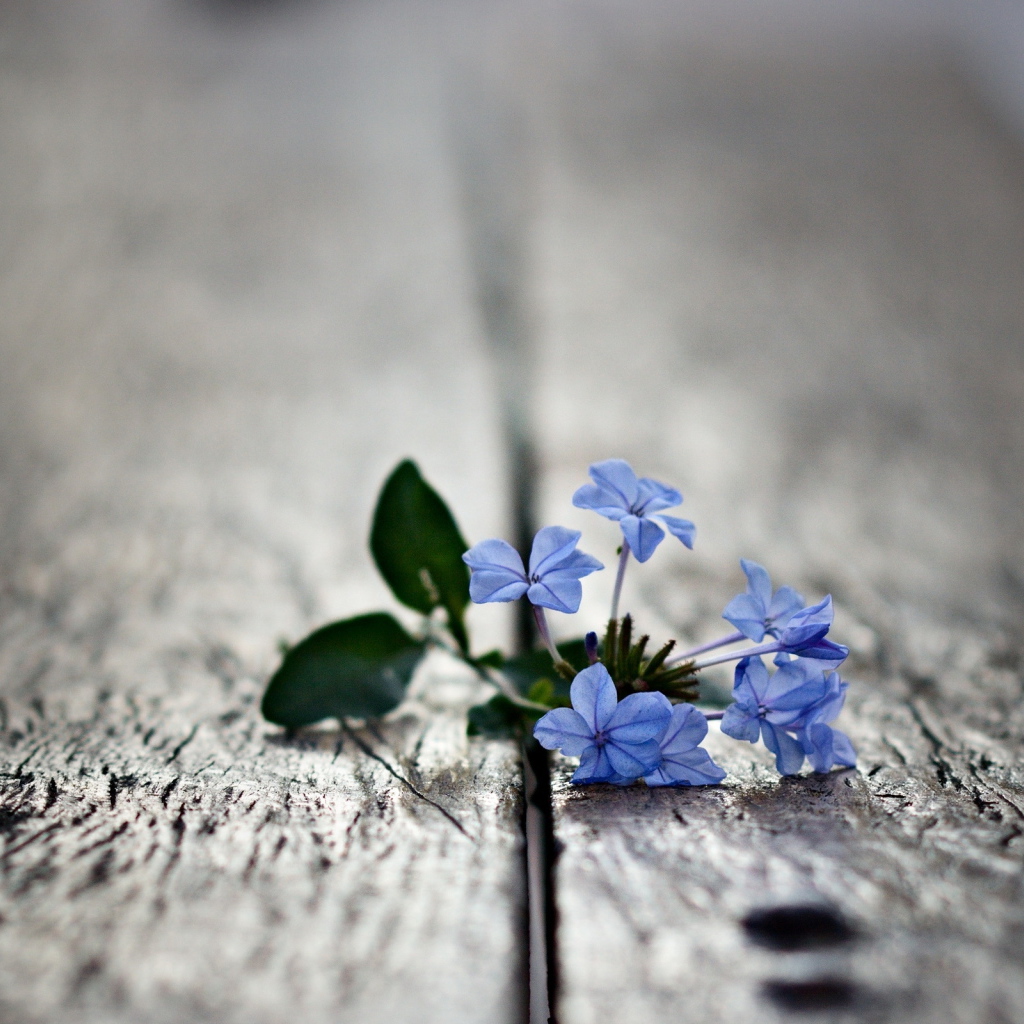 Маленькие цветочки