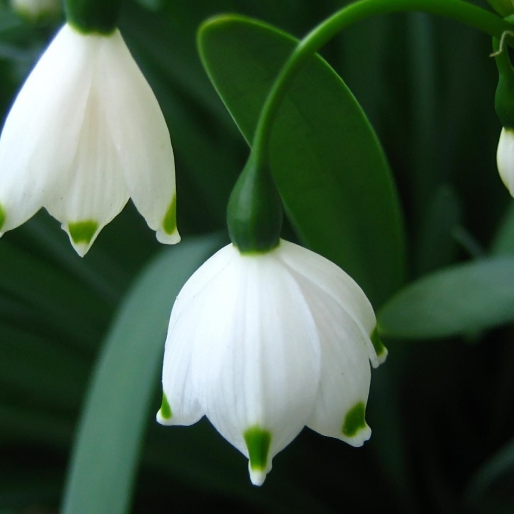 Подснежники