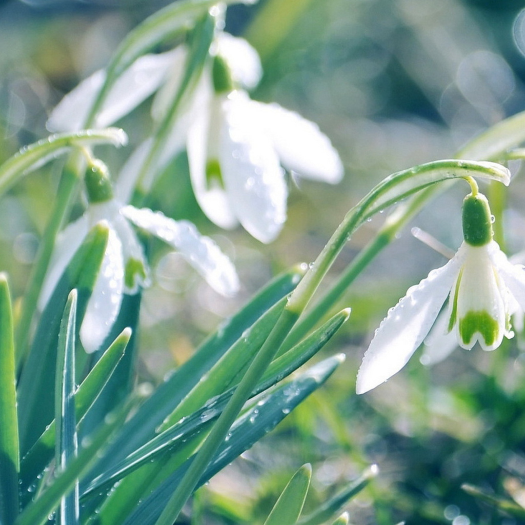 Подснежники