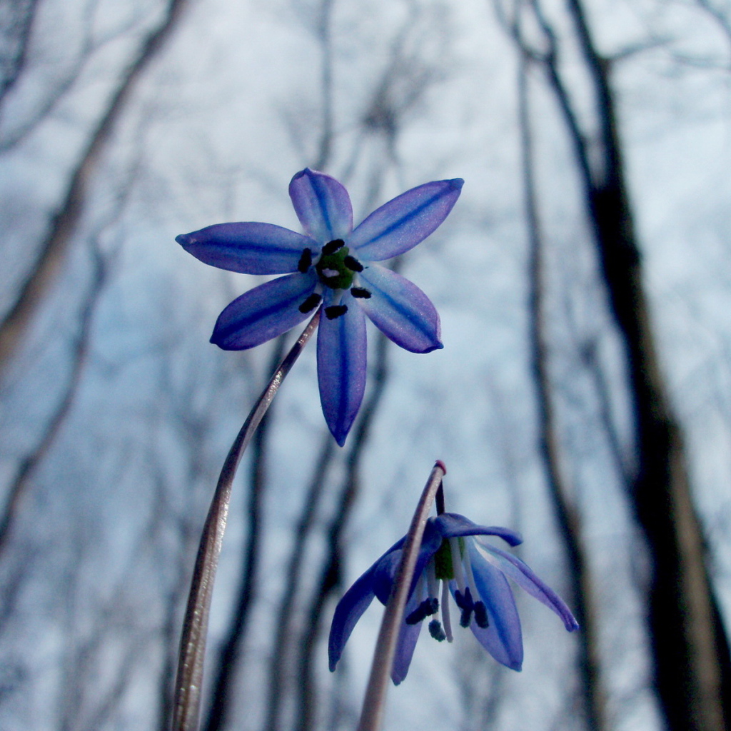 Весенние цветочки