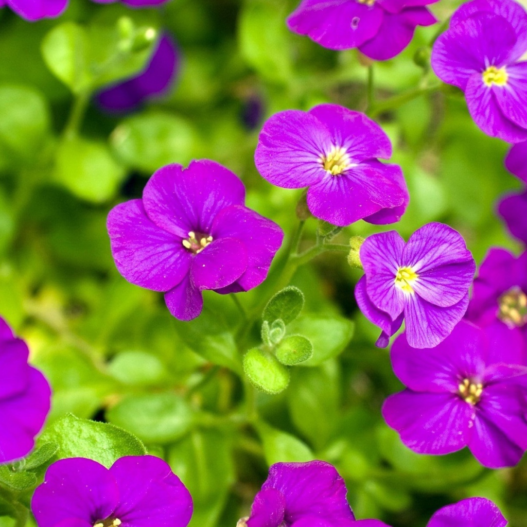 Весенние цветочки