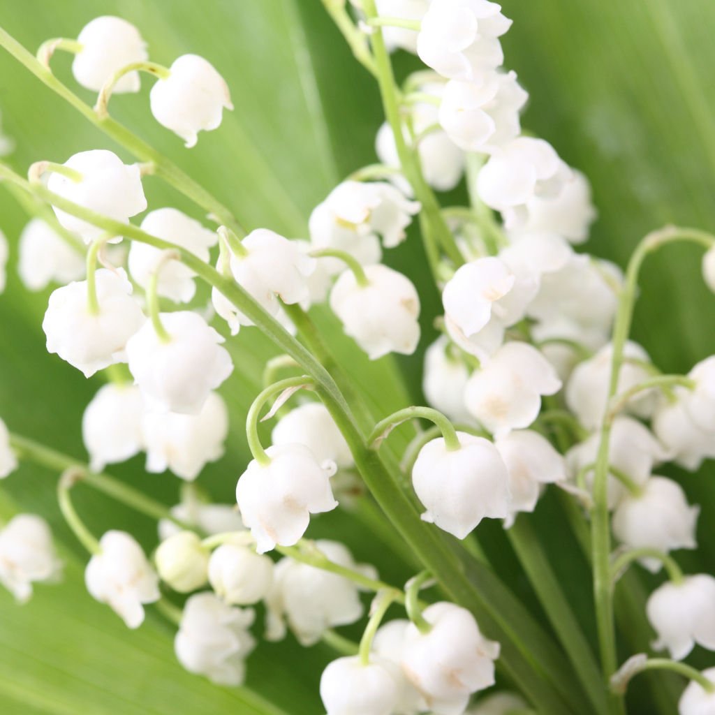 Весенние ландыши