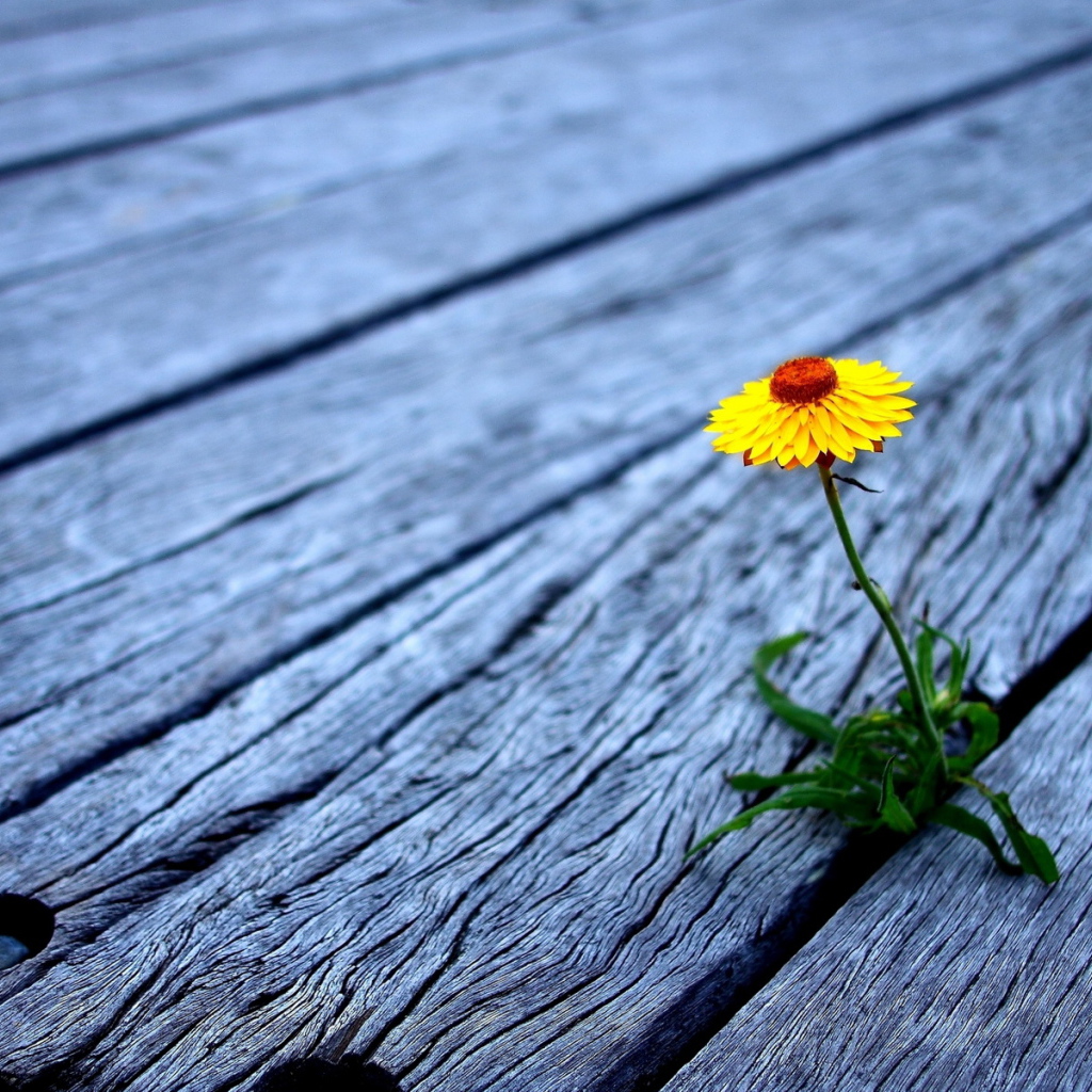 Проросший цветок