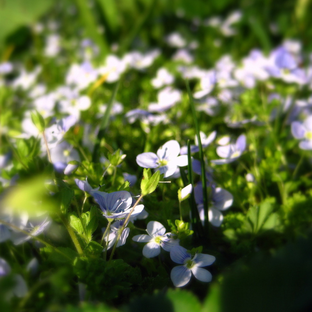 Летние нежные цветочки