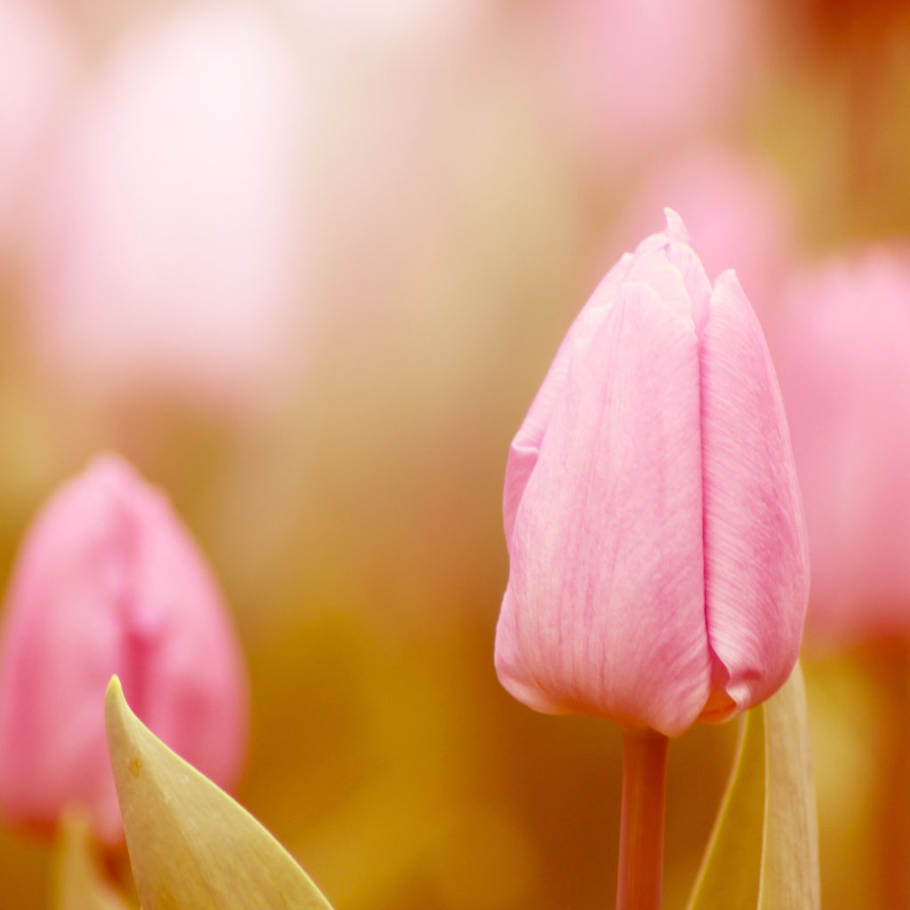Нежные тюльпаны