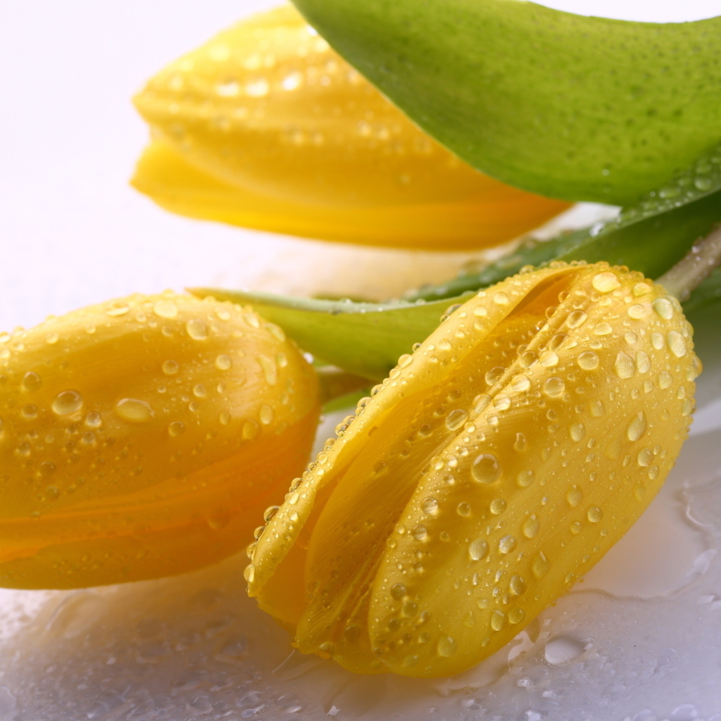 Три желтых тюльпана