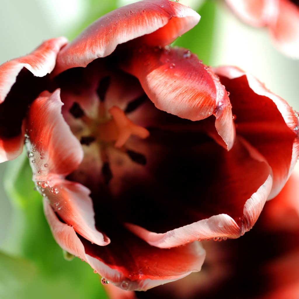 Раскрывшийся тюльпан